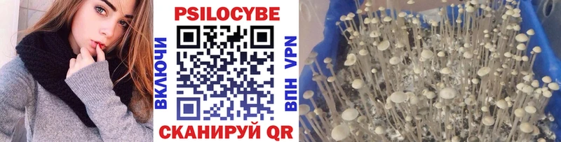 кракен как зайти  Вязьма  Галлюциногенные грибы Cubensis 